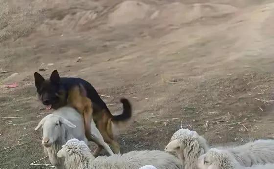 牧羊犬爱上了一只美羊羊，每次出门放羊的时候它们都在队伍的最后面卿卿我我，闲暇时，