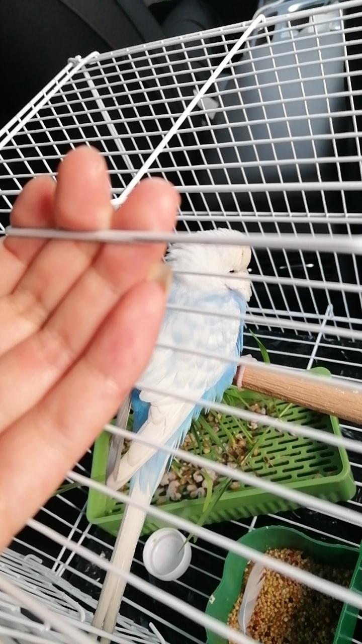 我自己的鸟没捡到，捡到别人的，失主记得联系我失物找寻同城寻鹦鹉