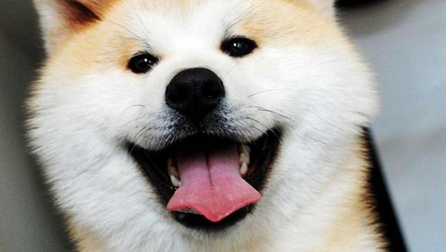 狗忠诚度排名(3)