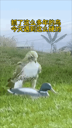 遇到个硬茬……🌚