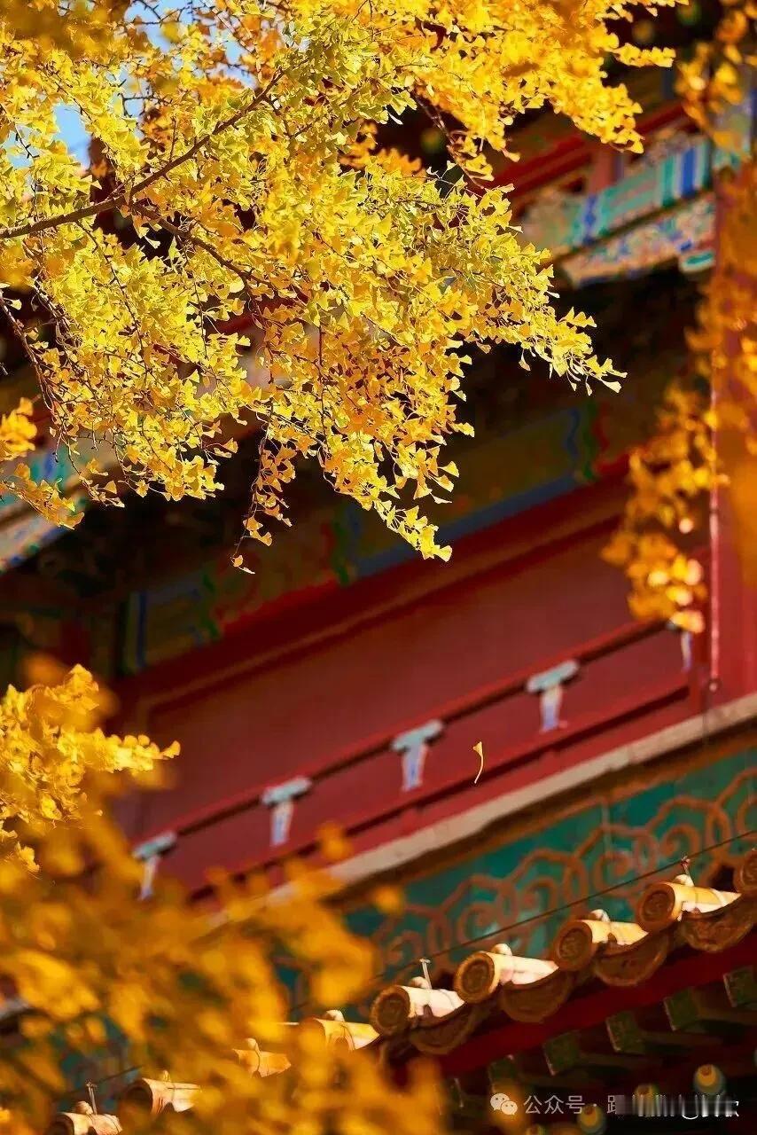 上联:西风轻摇芦花絮下联:秋霜暗染枫叶飞横批:秋色宜人
