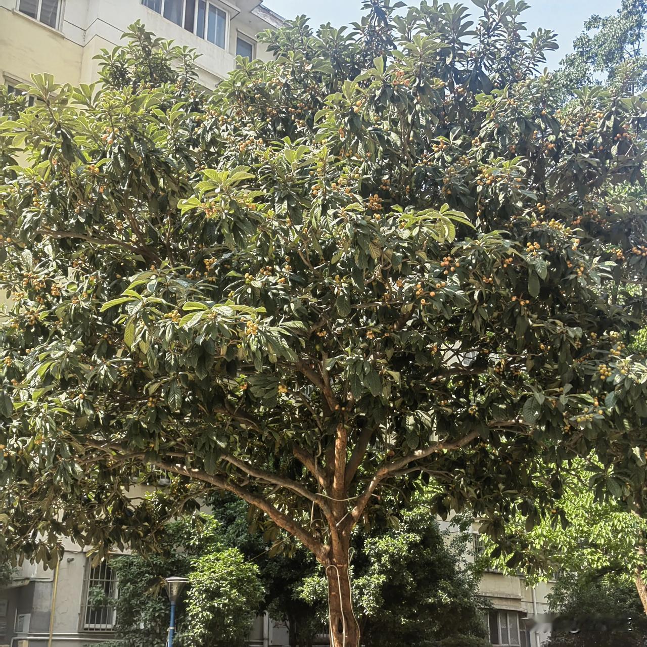 我们小区院内门口，一棵枇杷树，上面结满枇杷果。黄澄澄的果子，没人去摘。我觉得