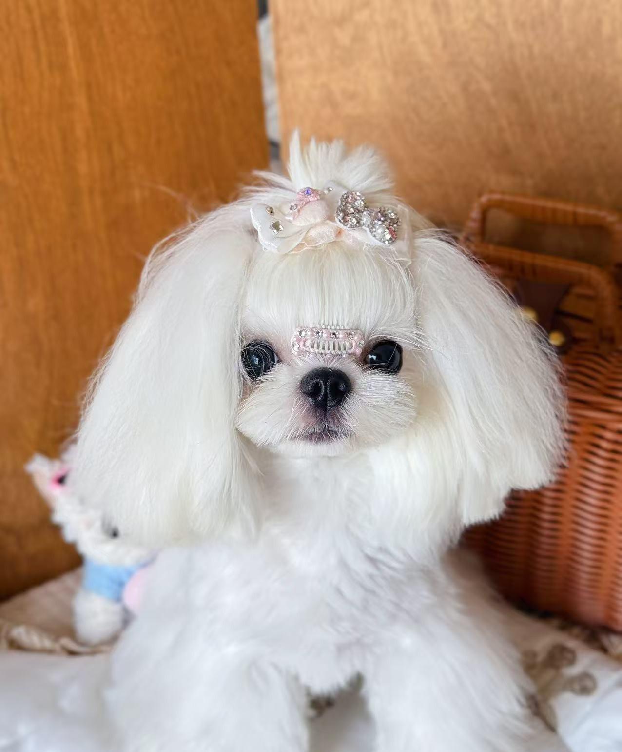 女儿打电话让我们去接果果，她们逛街玩去了。果果是女儿家养的狗狗，在宠物店洗澡美
