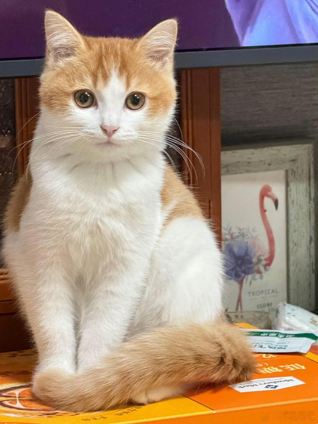 有的小猫一看长相就知道很乖​​​