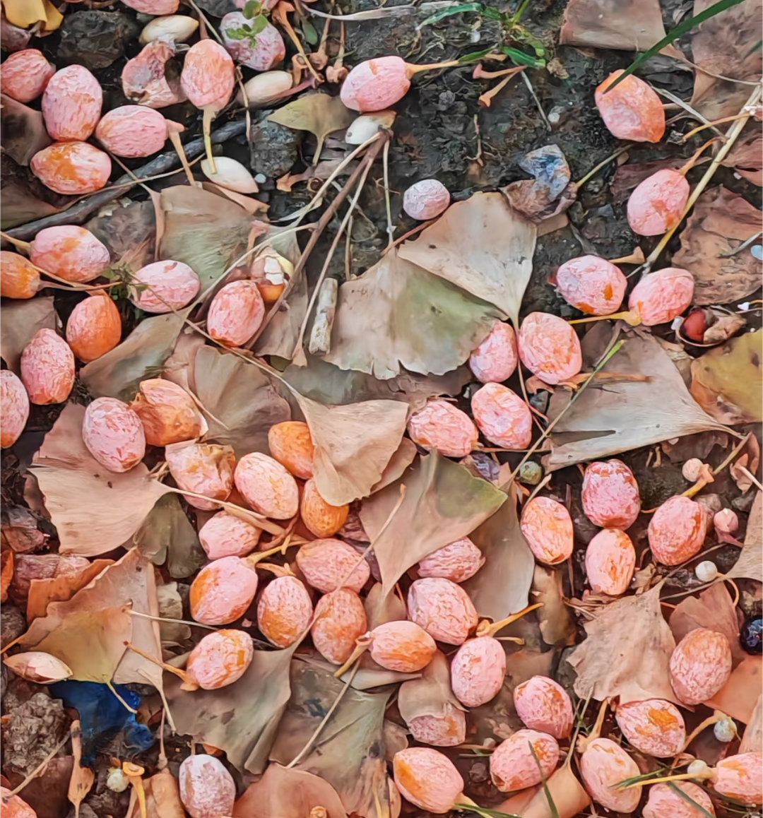 但是银杏的果子很臭，我们小区种的银杏叶，果子被踩烂了，味道很难闻！！