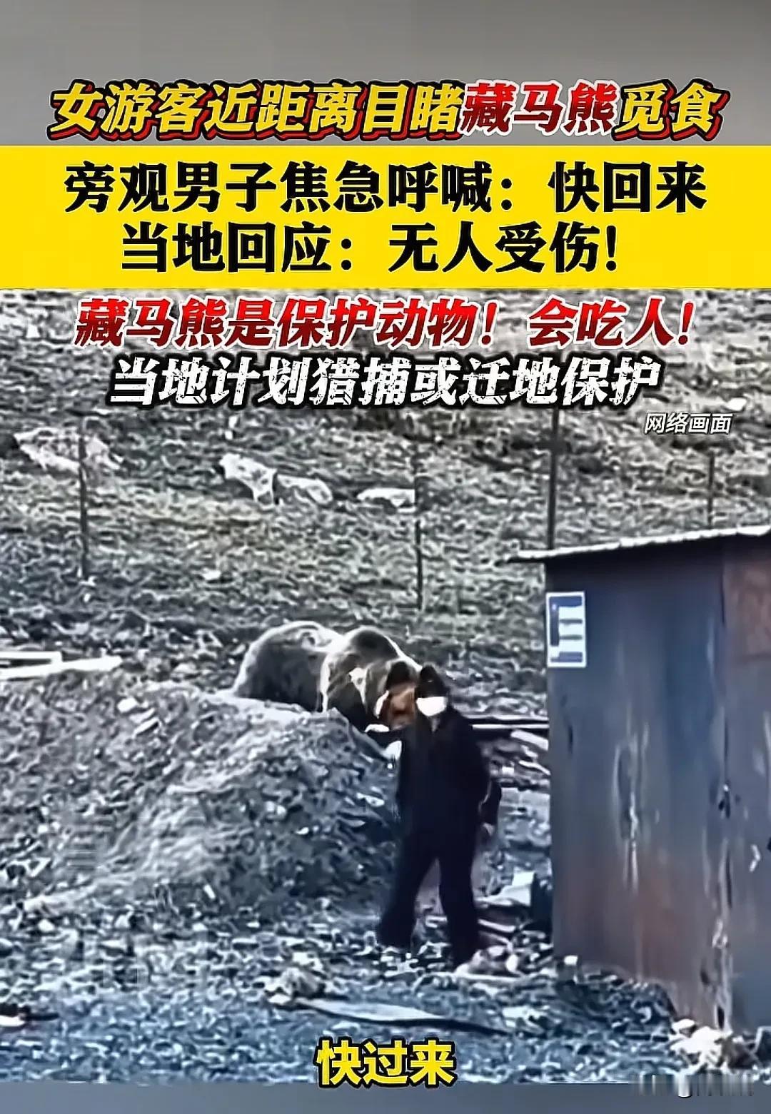 西藏，一女游客在景区里发现一只藏马熊在觅食，于是，她好奇的近距离观看，一旁的男子