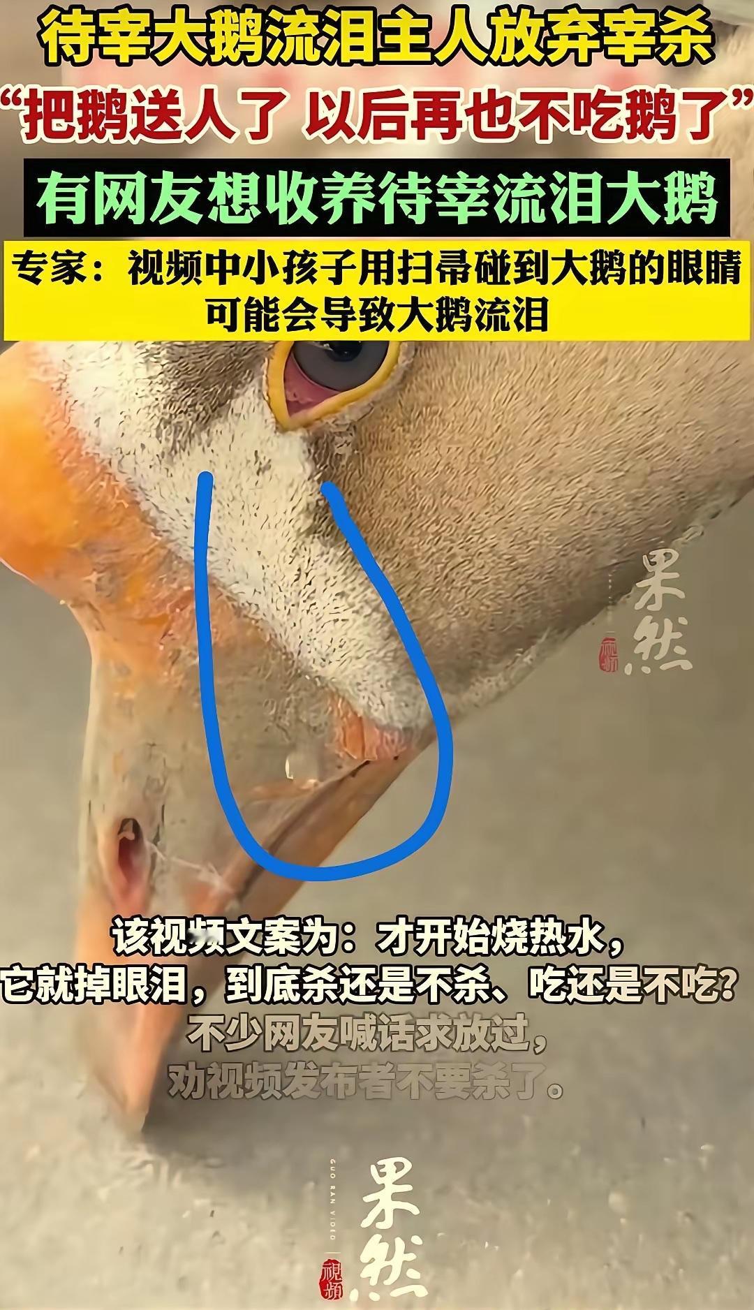 “太让人心疼了！”安徽，一网友过年正烧水准备要宰大鹅，却发现被绑住的大鹅低垂着头