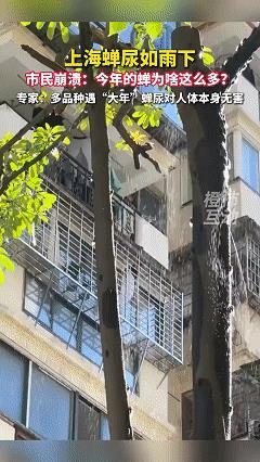 “这不科学呀！”蝉是“尿如雨下！”一点不夸张，是形容！近日上海市民在树下纳