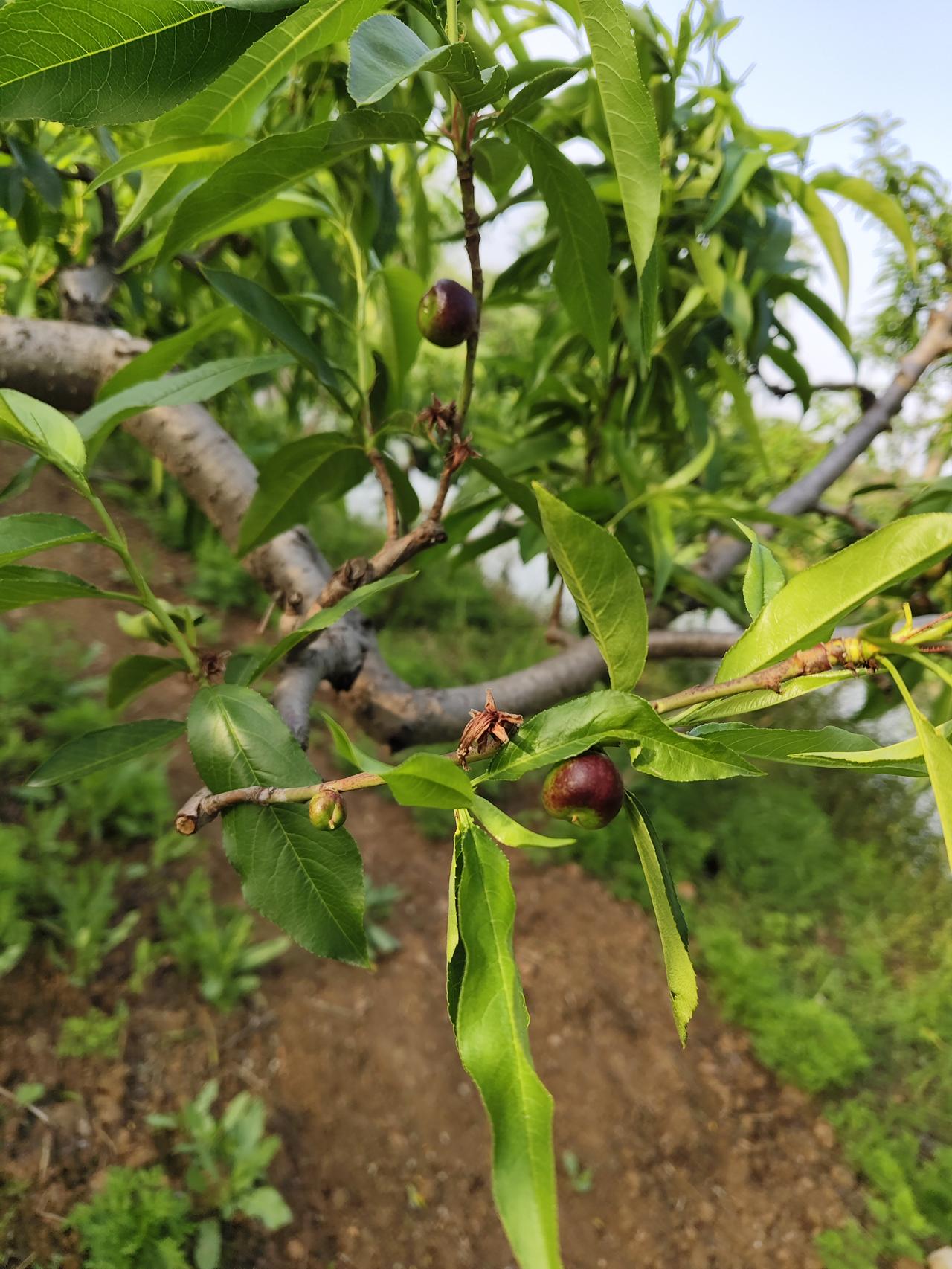 春日果园实拍！油桃挂满枝头，静待夏日甜蜜收获走进春日的果园，满眼都是生机勃
