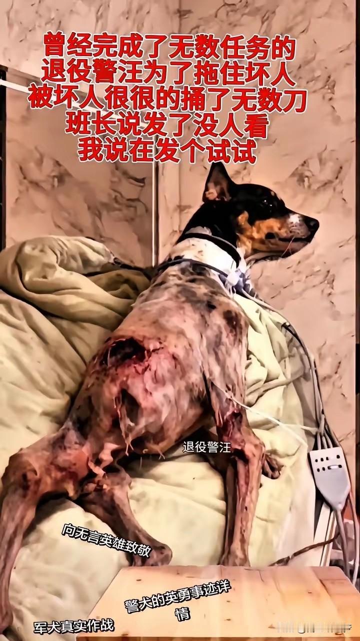 万万没想到！这只退役警汪，以前是出任务的好手，结果为了拦坏人，被捅得浑身是伤——