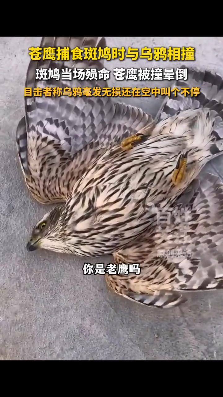 老鹰捕食斑鸠时与乌鸦相撞纷纷坠地，苍鹰当场晕倒，乌鸦毫发无损。百姓关注。4月