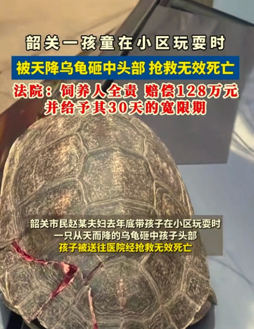 又是一起无妄之灾！孩子玩耍，竟然被从天而降的乌龟砸中头部，送医不治身亡！事发