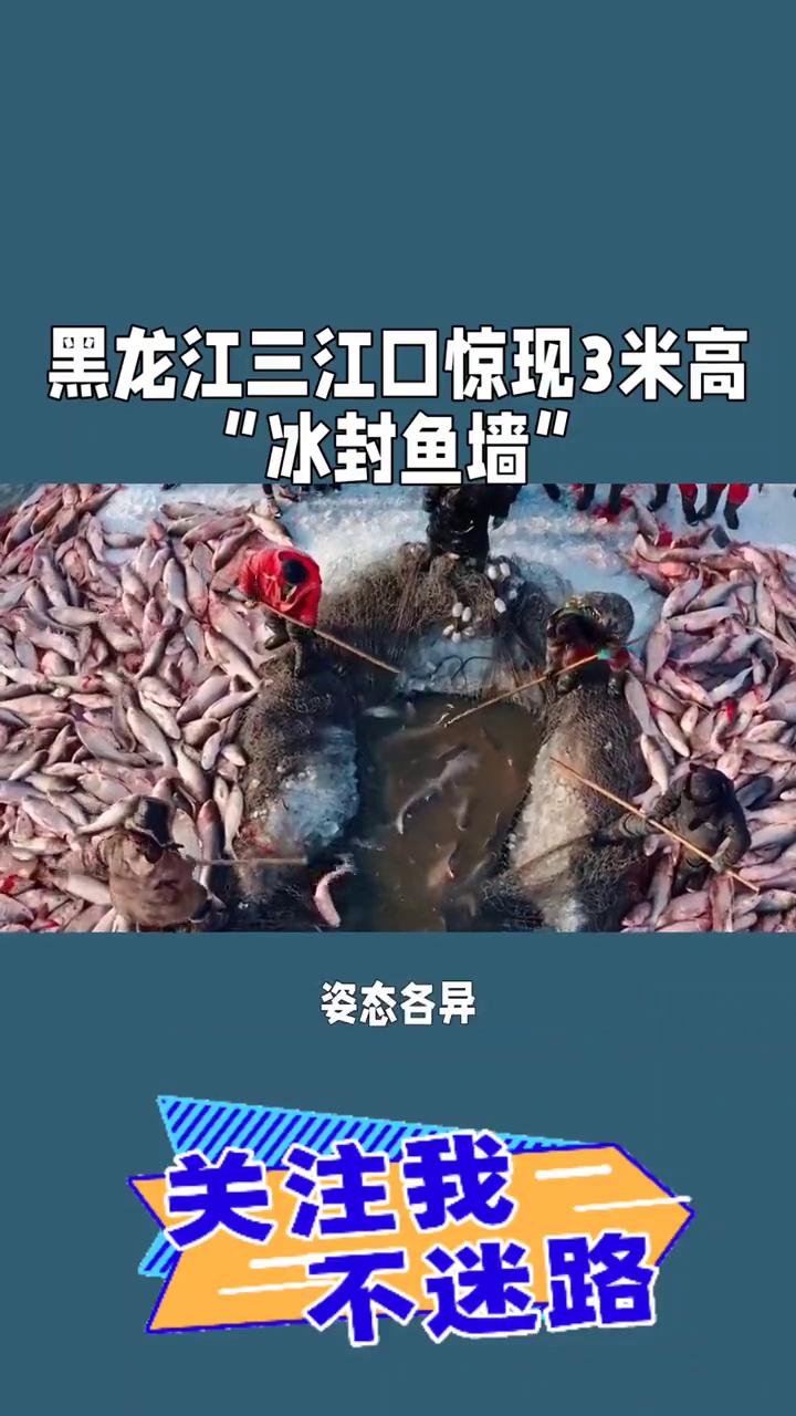 黑龙江三江口惊现3米高"冰封鱼墙"。黑龙江三江口惊现3米高"冰封鱼墙"，江鱼被
