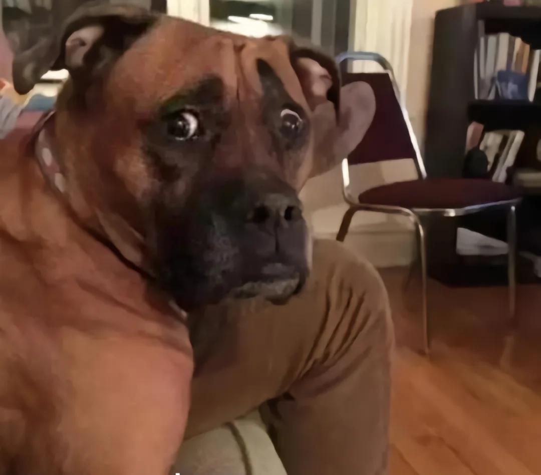 为什么现在的猪肉不香了？你有没有发现，现在的猪肉吃起来总感觉少了点什么？小时