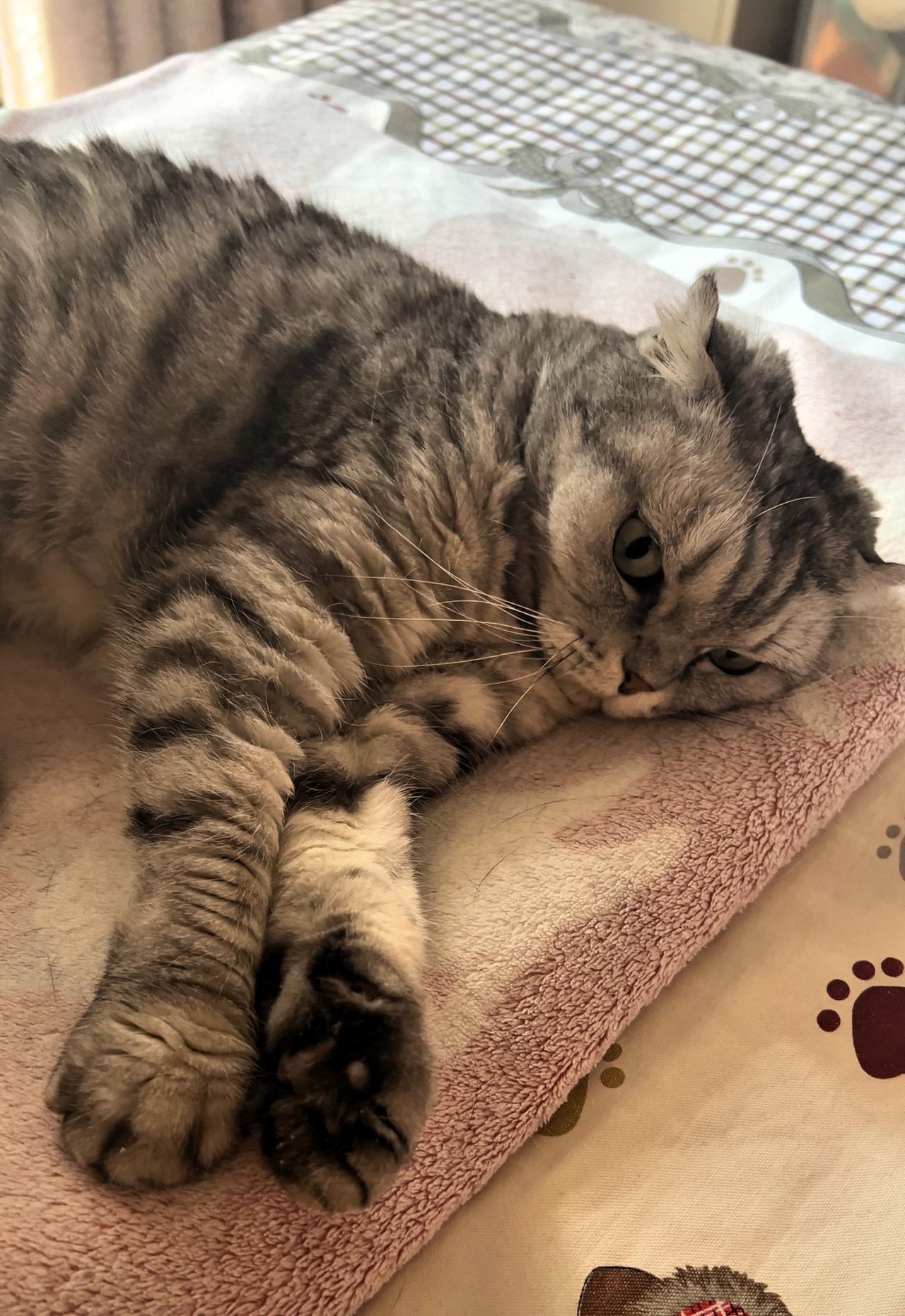 分享一张你家猫咪的照片