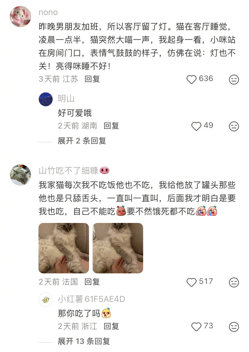 我被小猫的秩序感惊呆了