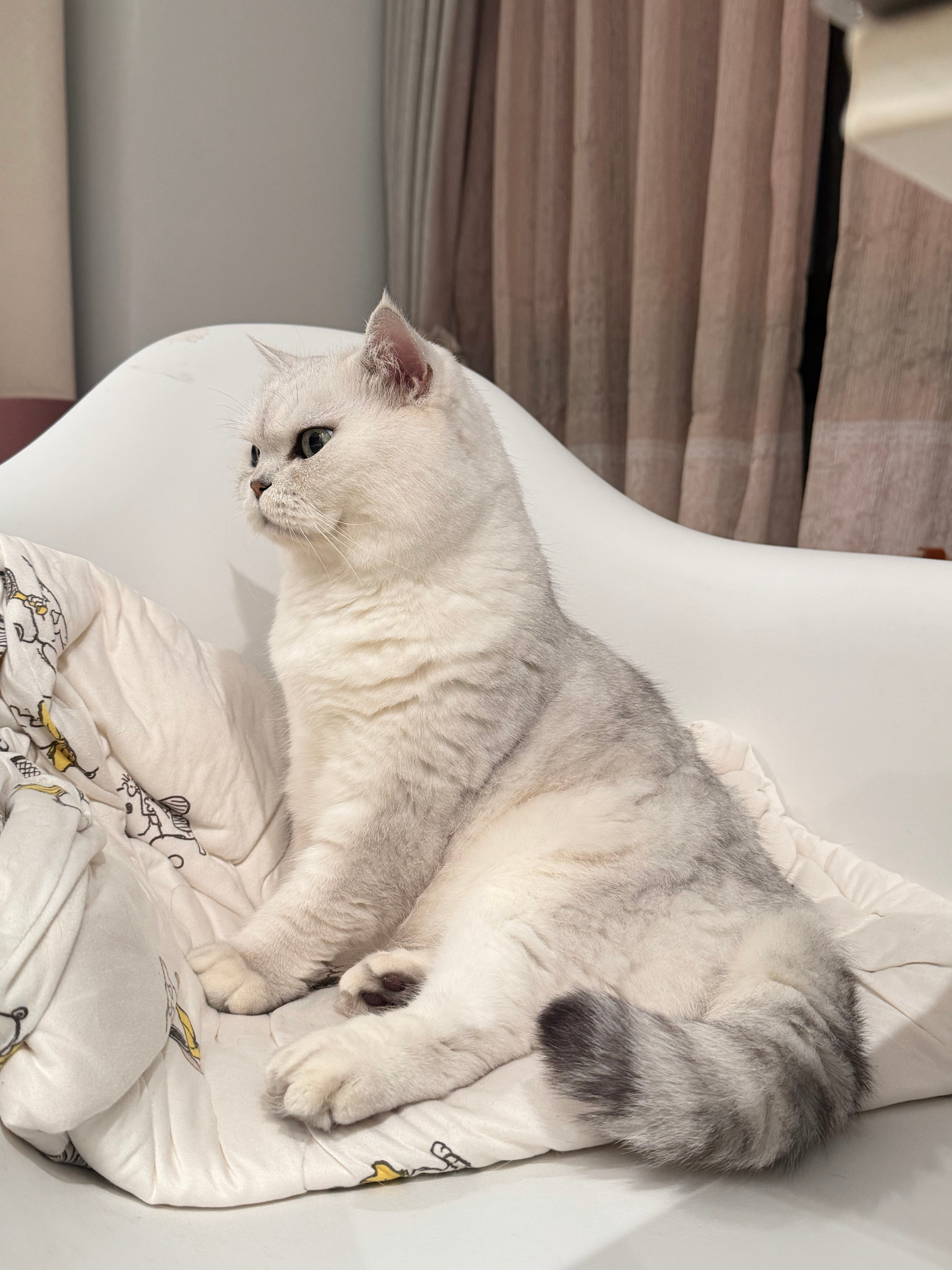 “来了！”猫咪一个亿