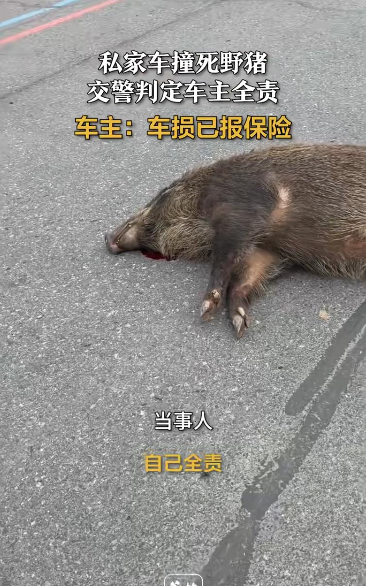 自认倒霉吧！安徽庐江，一辆白色福特轿车在路上开得好好的，草丛中突然蹿出一头大肥野