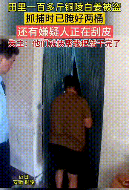 太离谱了！安徽铜陵，一种姜老伯报警称自己田里一百多斤铜陵白姜被盗了！没想到警方抓
