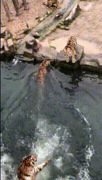 当老虎也不容易啊