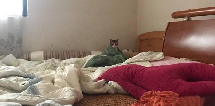 猫咪：吃早餐，为什么不叫我起床.....