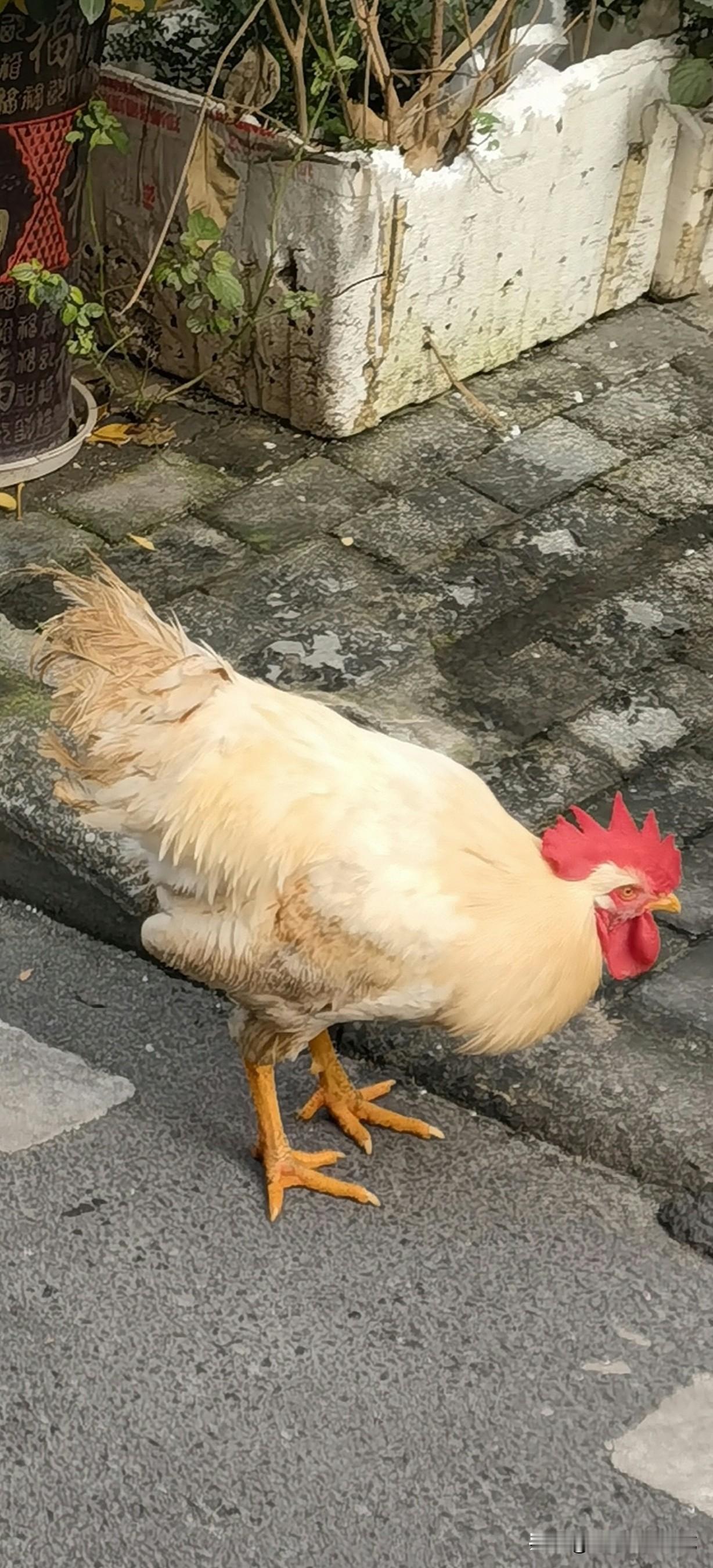 同学说她老公和女儿去超市遇到做活动，买一板鸡蛋送两只小鸡仔🐥，女儿缠着爸爸要，