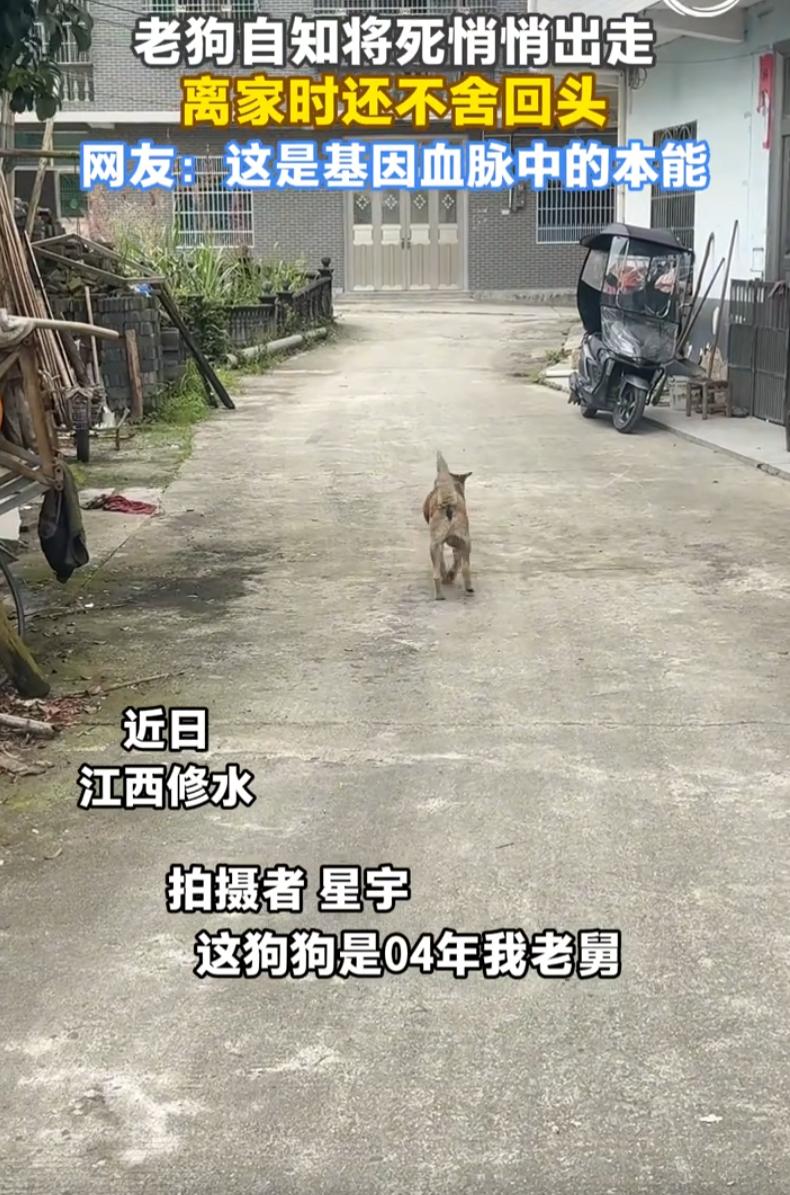 万物皆有灵！江西，一只22岁狗狗突然变蔫了，还偷偷溜出门外想要悄悄离家，主人看到