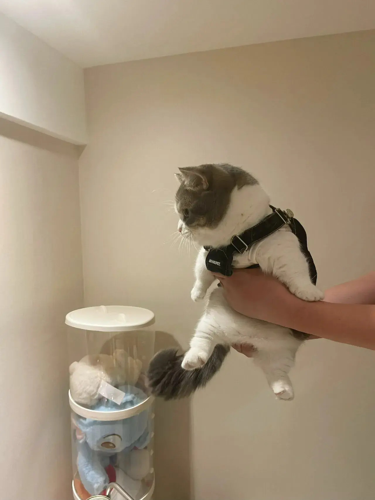 要脖子没脖子，要长腿没长腿，脸还那么大