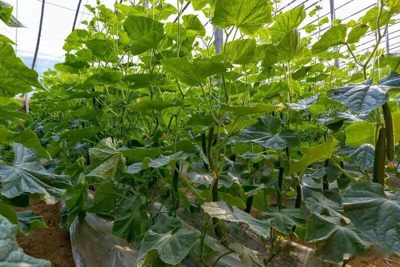 黄瓜下过雨后，一定要这样养护，才能防止病虫害的发生各位种植的朋友们，今天聊