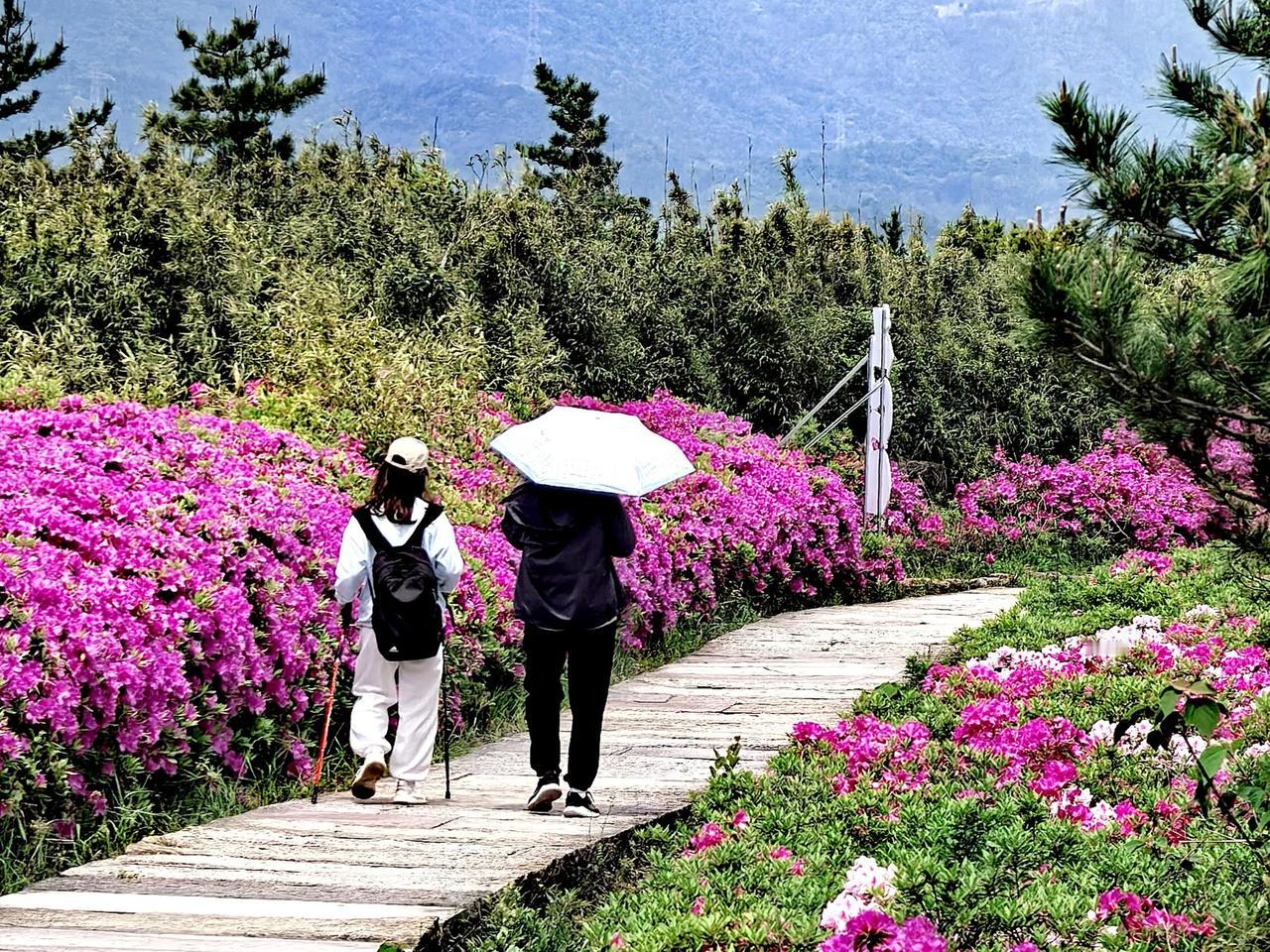 《温岭方山花海》