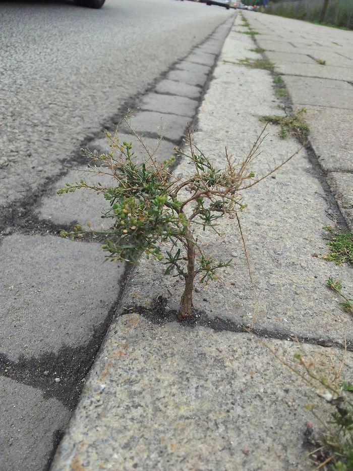 这是什么植物？居然如此顽强！要是能把它挖回去做盆景，一定非常不错！