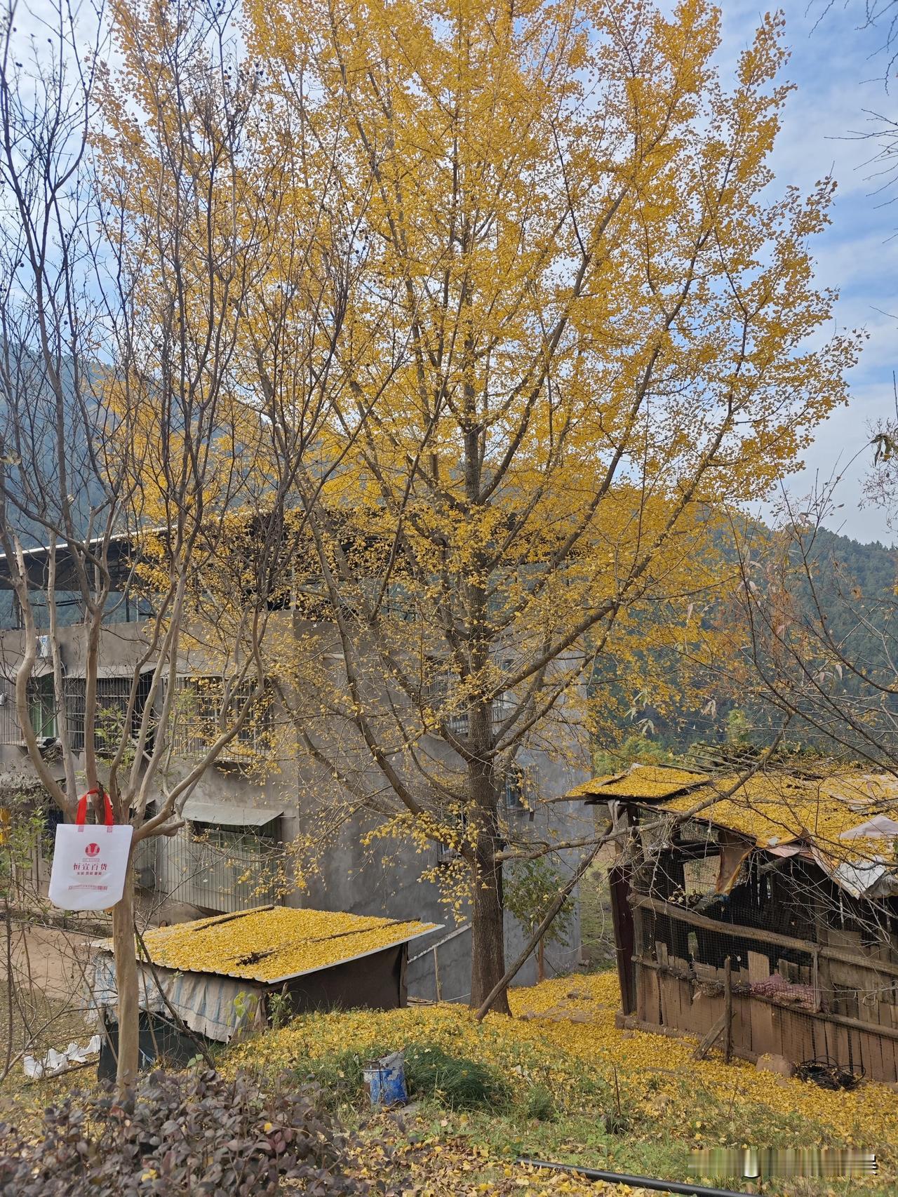 来郊游啊冬天一样可以很美好苍翠的山，金黄的叶，美不胜收