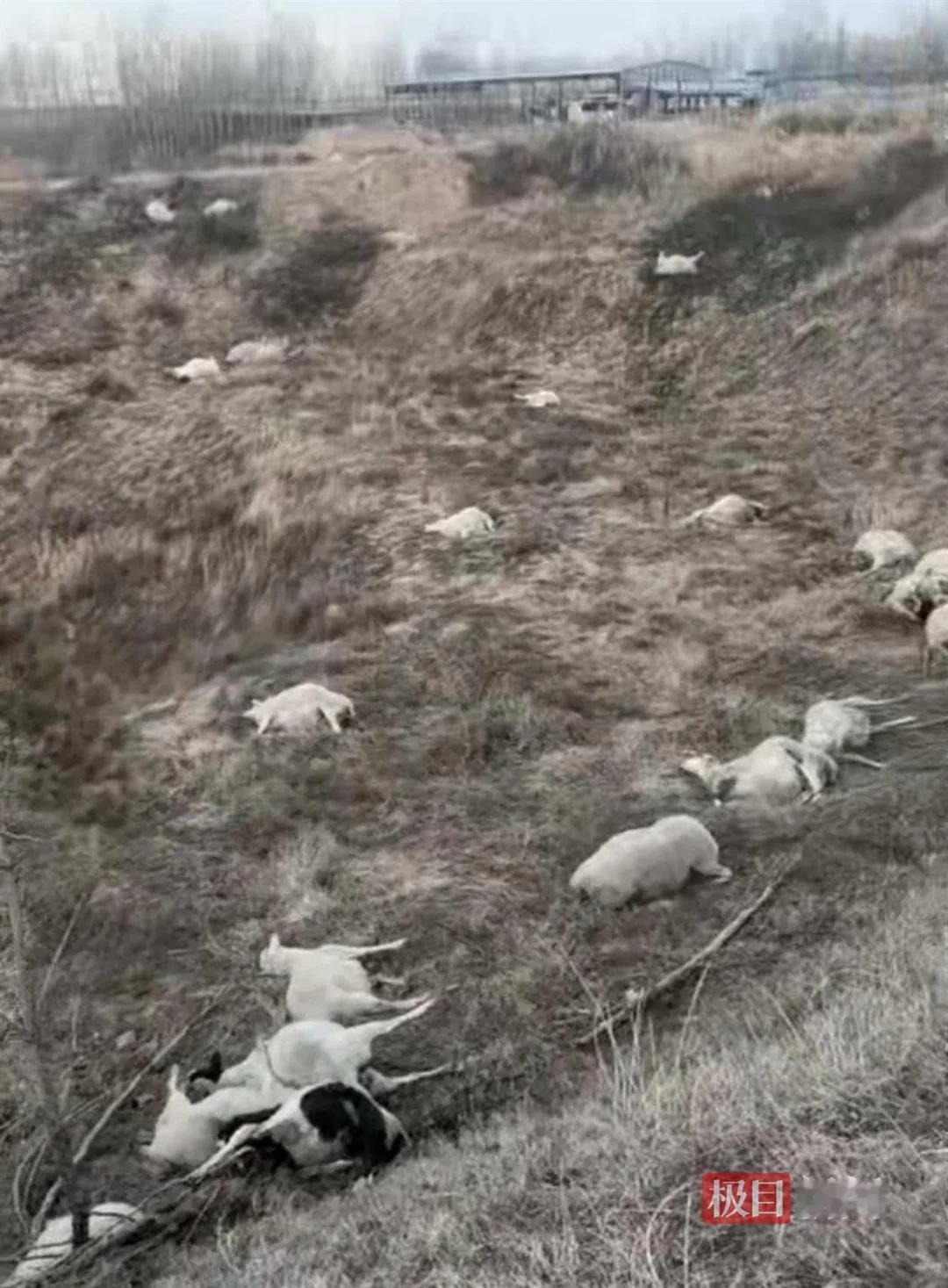 交朋友要慎重。山西晋中。赵女士说自家养了200只羊，突然死了120只，110