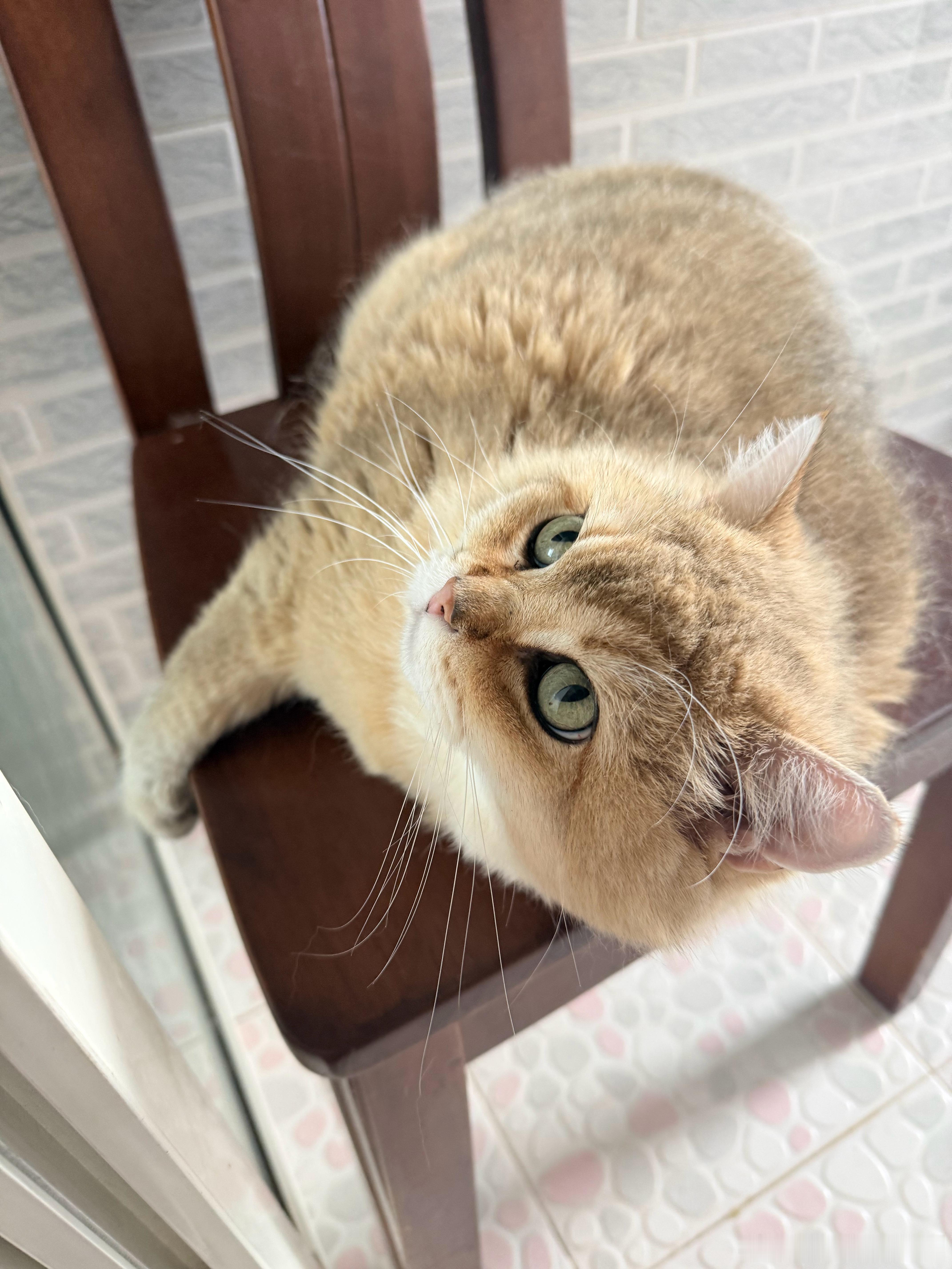 我是拒绝猫咪躺平的！萌宠猫咪