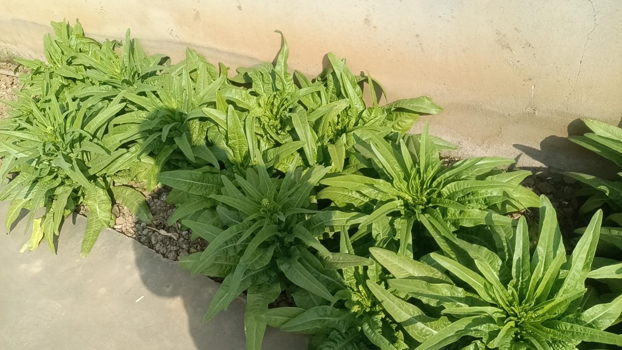 冬天，是一年中最需要滋养身体的季节，也是滋补养生的黄金时节。而在这个寒冷的季节里