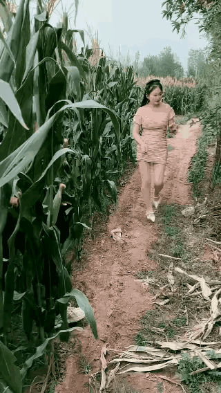 妹子沿小径欣赏山景，刚好遇见老公从王米地里探出头来，一见大事不好，男人急忙把准备