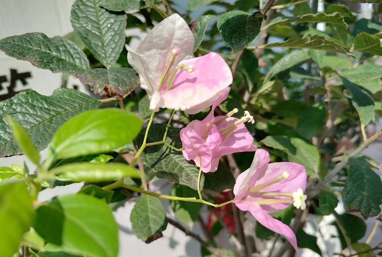 早上7点半，送读大三的女儿去高铁站，返回的路上还在想，到家要把女儿的房间打扫干净