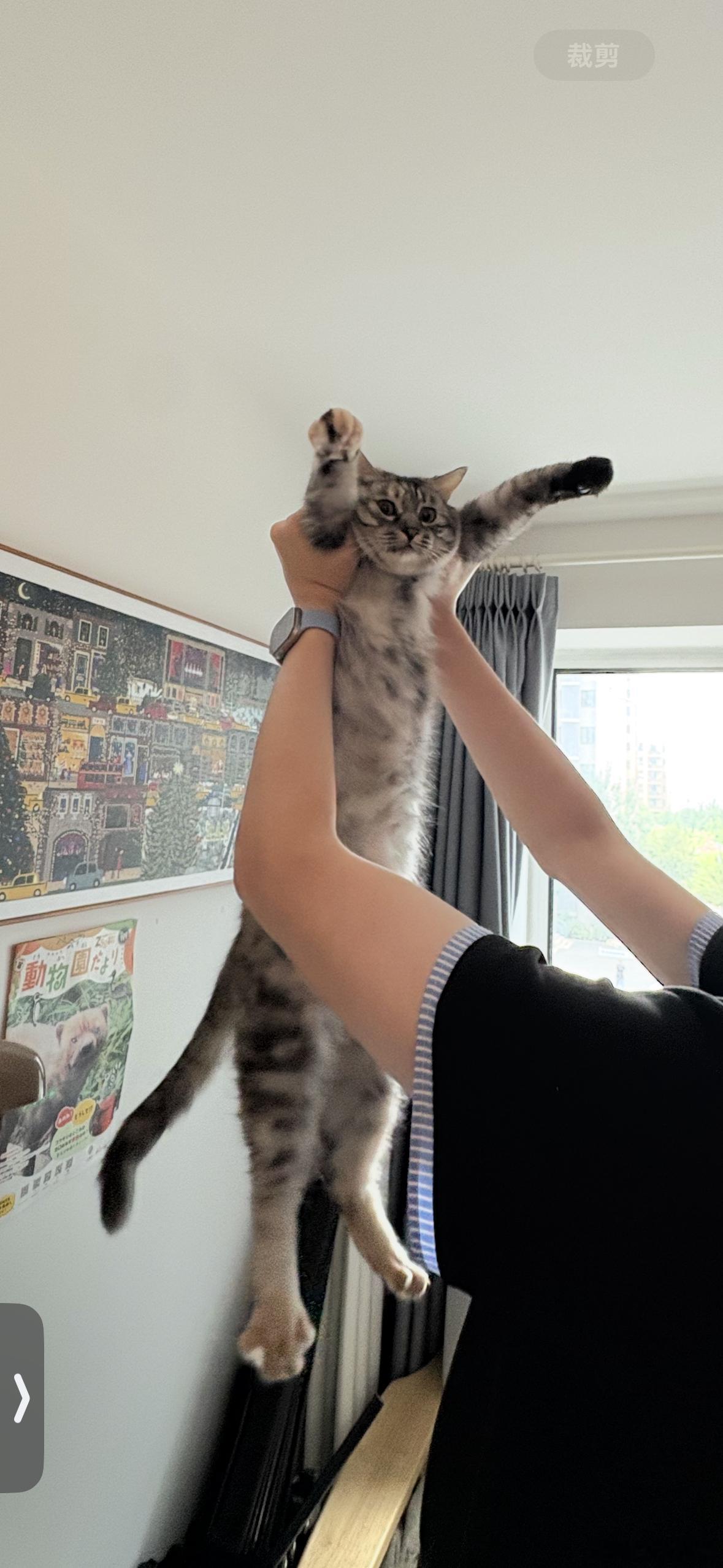 这母女俩咋关系就能这么好，真是我见过最亲密无间的猫咪关系，天天蛇鼠一窝在一起苟且