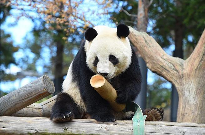 日本东京都政府突然宣布了 日本共同社1月19日消息，东京都政府19日表示，将