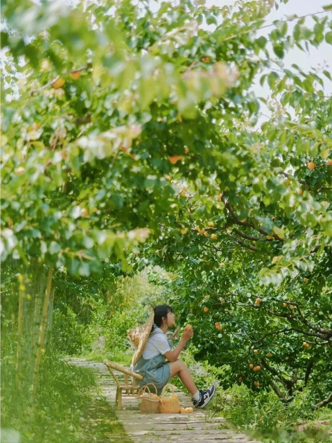四川的杏子扎堆成熟啦！福洪杏、巴山红杏、富硒杏各有风味，清甜多汁根本停不下来。成