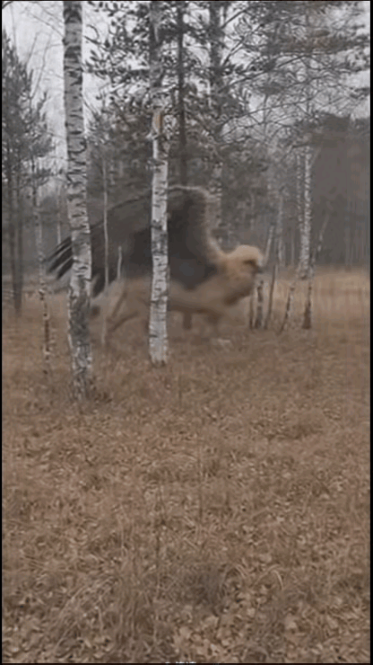 传说的狮鹫，专门吃狮子的怪物。狮子碰到它都得逃。