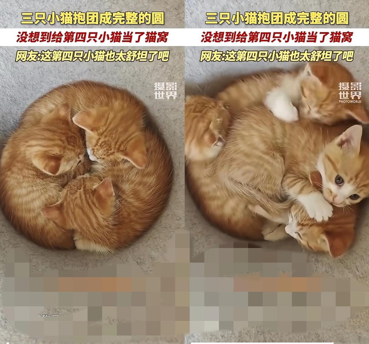 这躺上去得多舒服啊!三只小猫紧紧抱团拼成个完整的圆,第四只直接把它们当