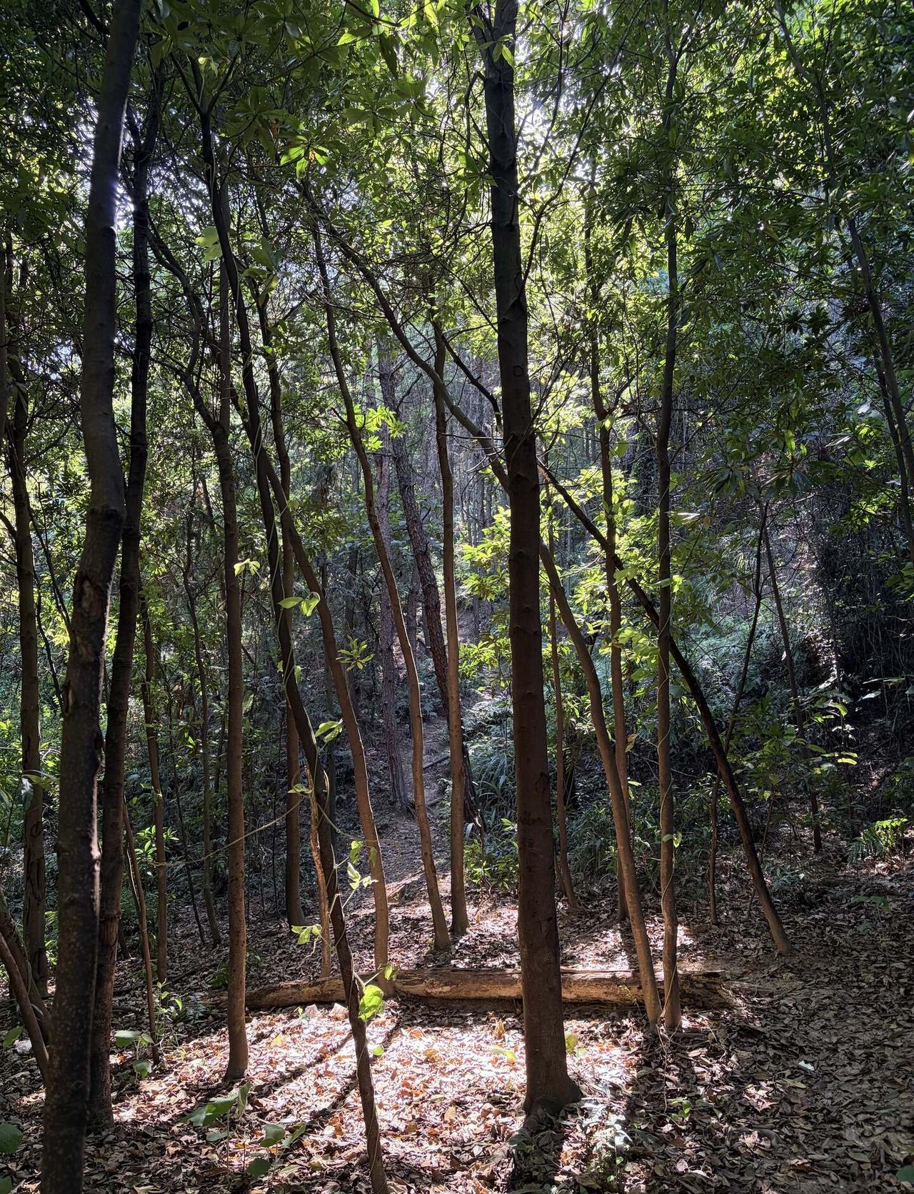 重庆市内地铁直达｜双碑千佛崖必看徒步攻略路线我放在了最后1️⃣首先这不是新手