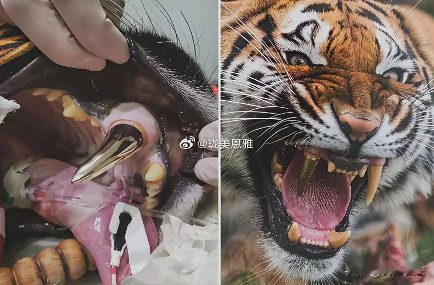 人类给牙齿断了的老虎装上一颗大金牙