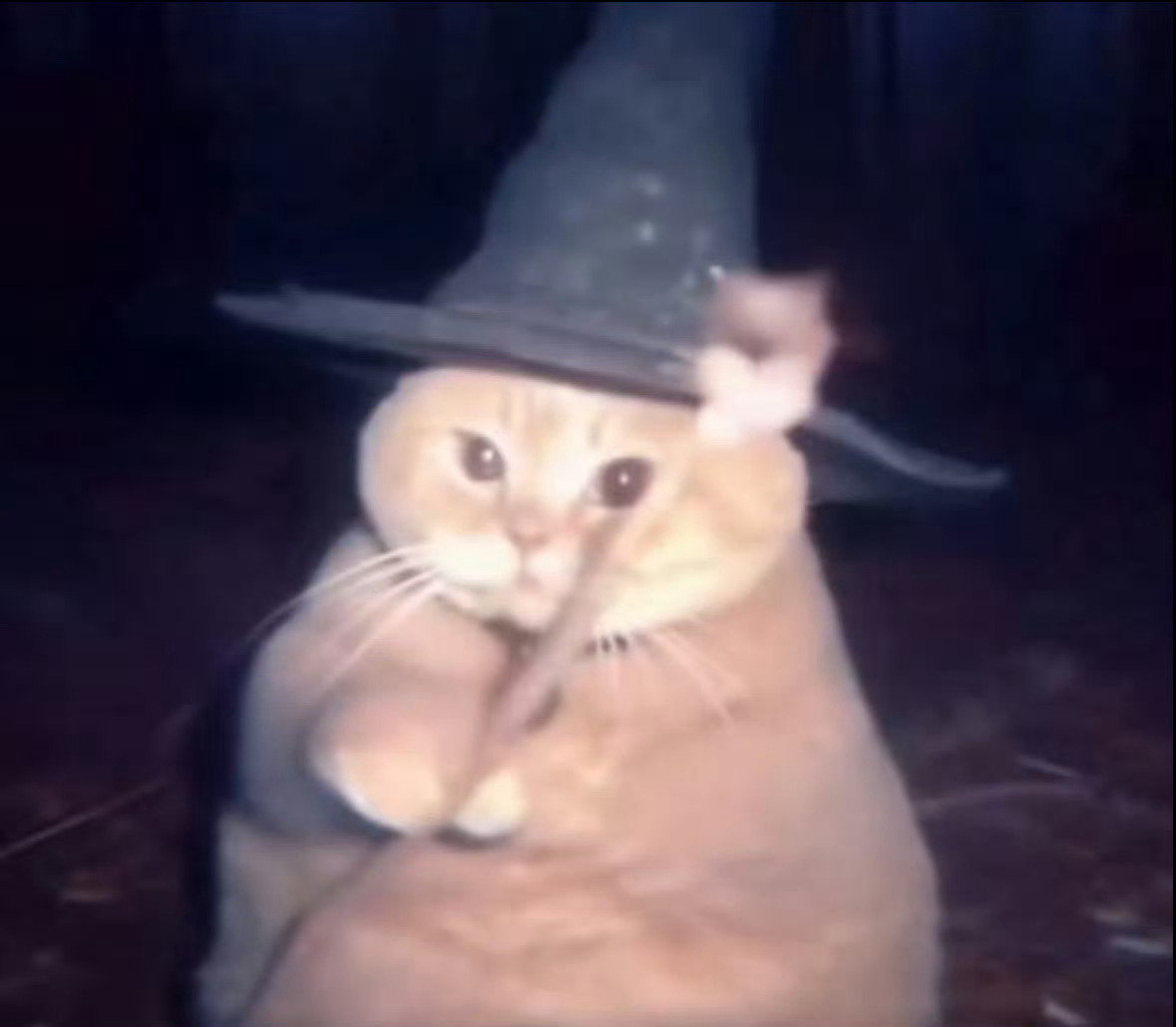 刷到会魔法的小猫不要无视你的运势开始上升