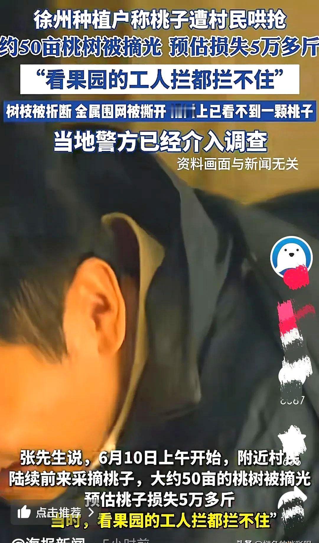 江苏徐州，500亩桃树被附近村民抢完，村民不听果园看守人员的劝阻，撕开金属围网，