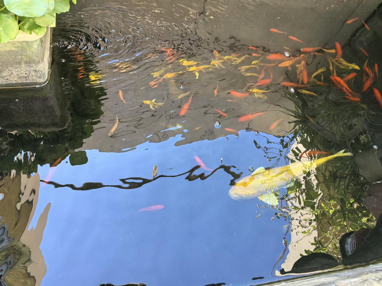 初冬的小晒台绿意盎然啊好久没有仔细搭理我家晒台了，今日上楼瞅瞅我的果蔬、菜菜