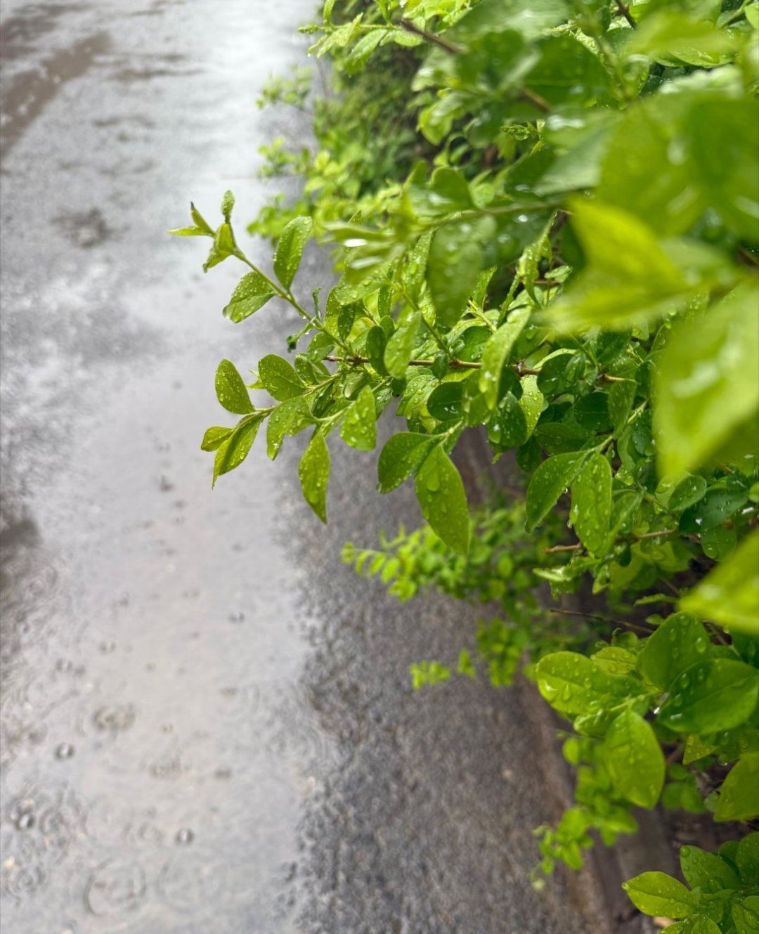 今天心情蛮好的小雨滴滴答答悦耳又惬意哪里跌倒哪里爬起来方向不对就拐弯