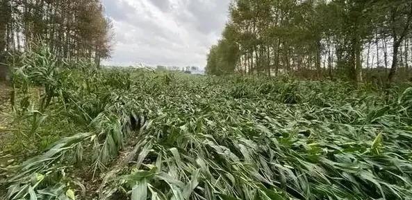 昨天下午3点多，我们这里下起了大雨，足足下了一个多小时，从旱情来看，雨水够用了，