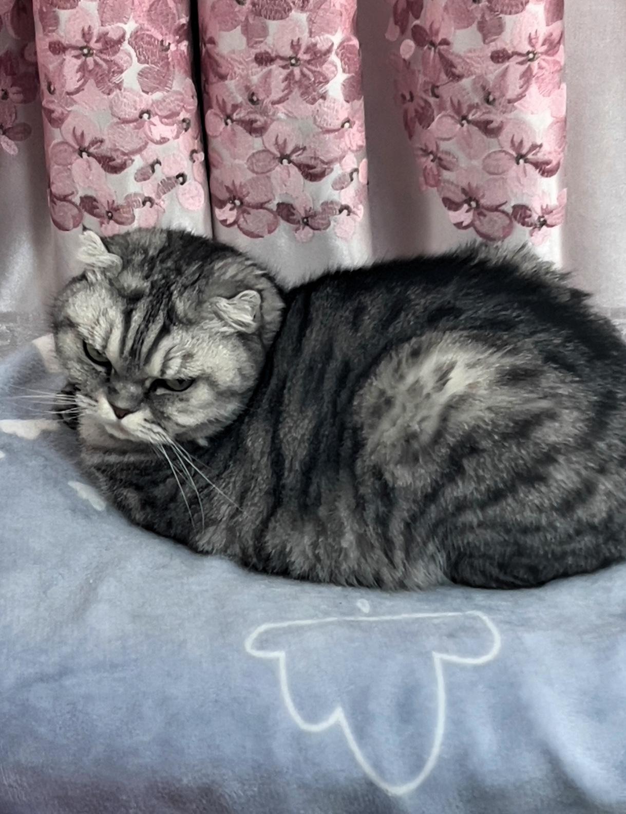 你家猫乖嘛我家的猫咪非常乖哦，它特别喜欢和主人呆在一起，我的猫咪在我们家已经有十